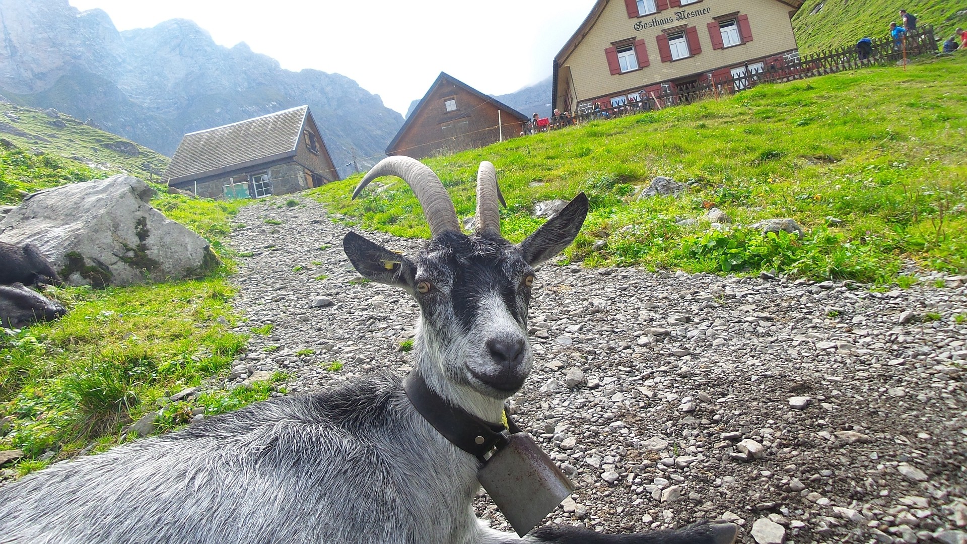 Tierischer Empfang vom dem Gasthaus Mesmer