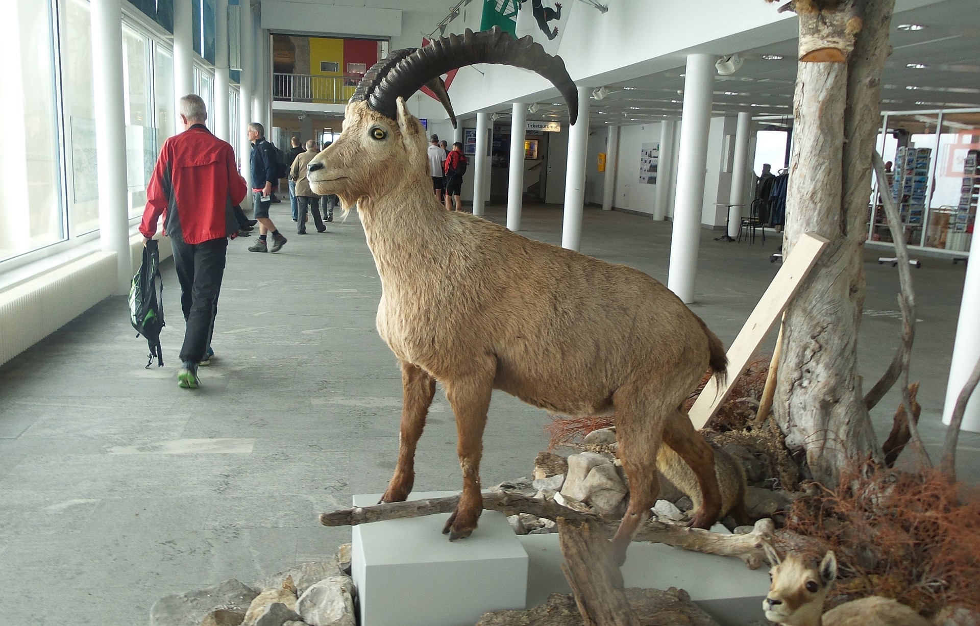 Steinböcke gab es nur im Ausstellungsraum auf dem Säntis zu sehen
