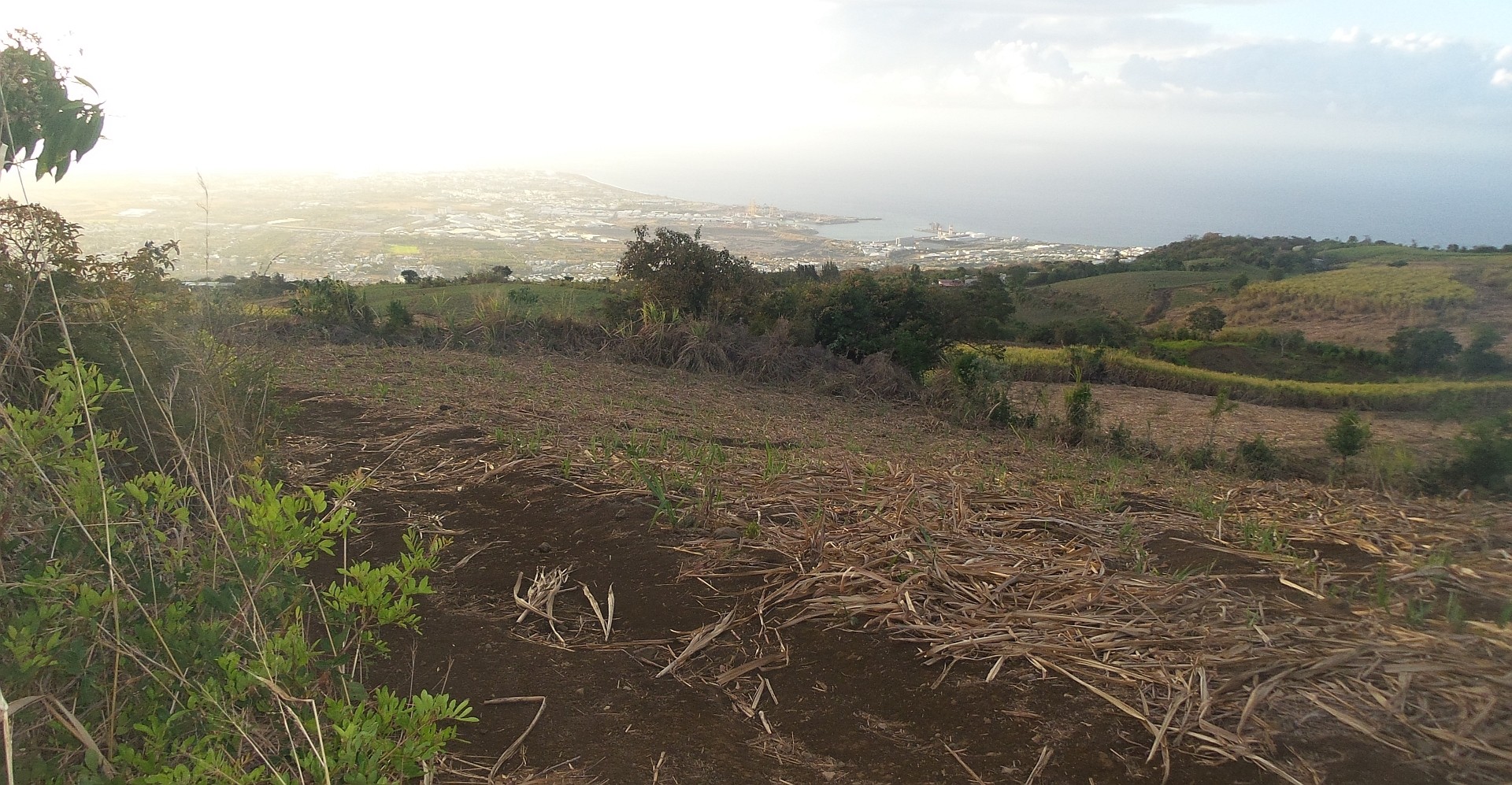 Aufsteig entlang eines Rohrzuckerfeldes mit Blick Richtung Meer