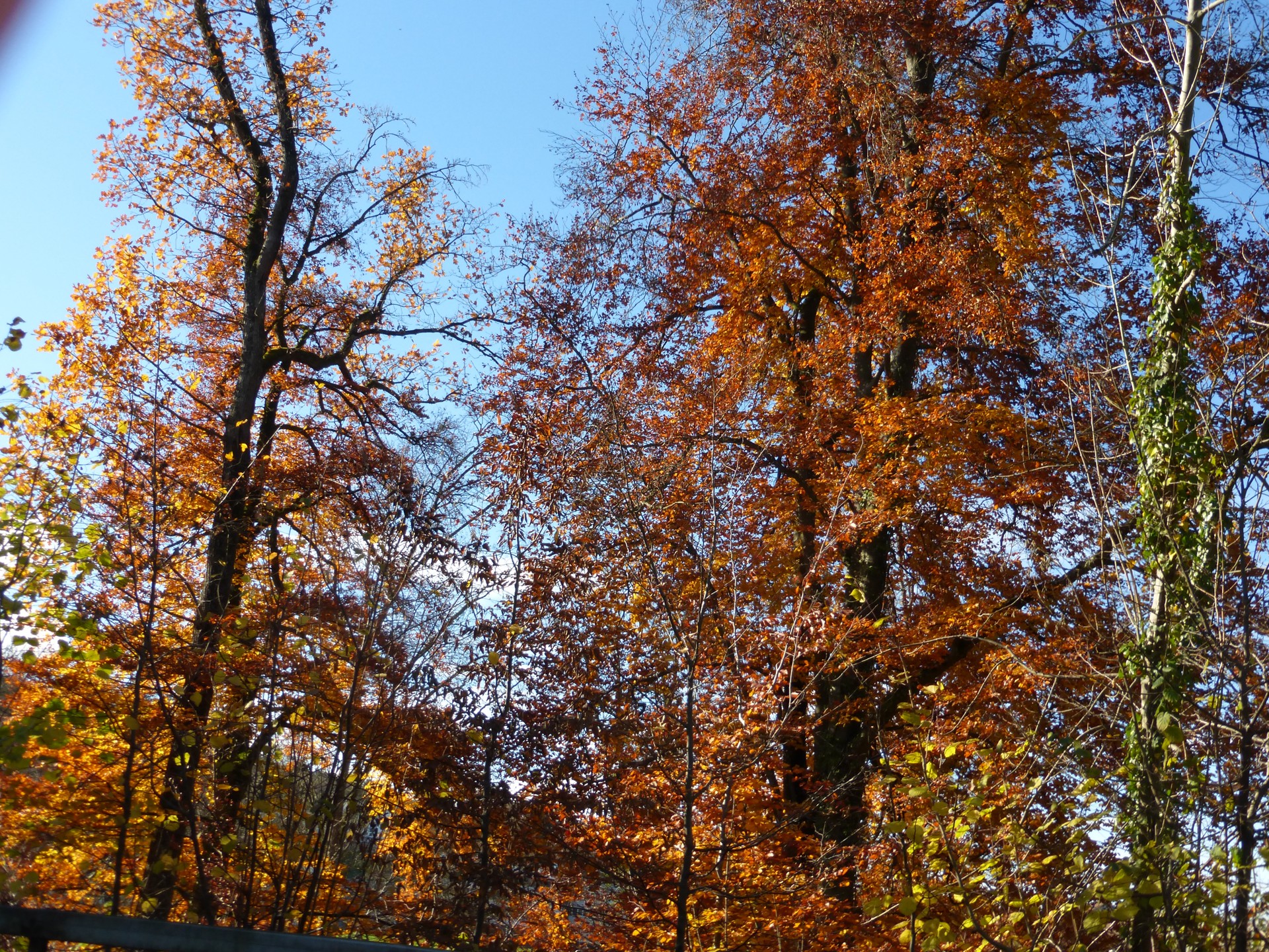 0_NEWS439_141Traumhaftes Wetter und Herbststimmung im Thurgau6155334_P1030138