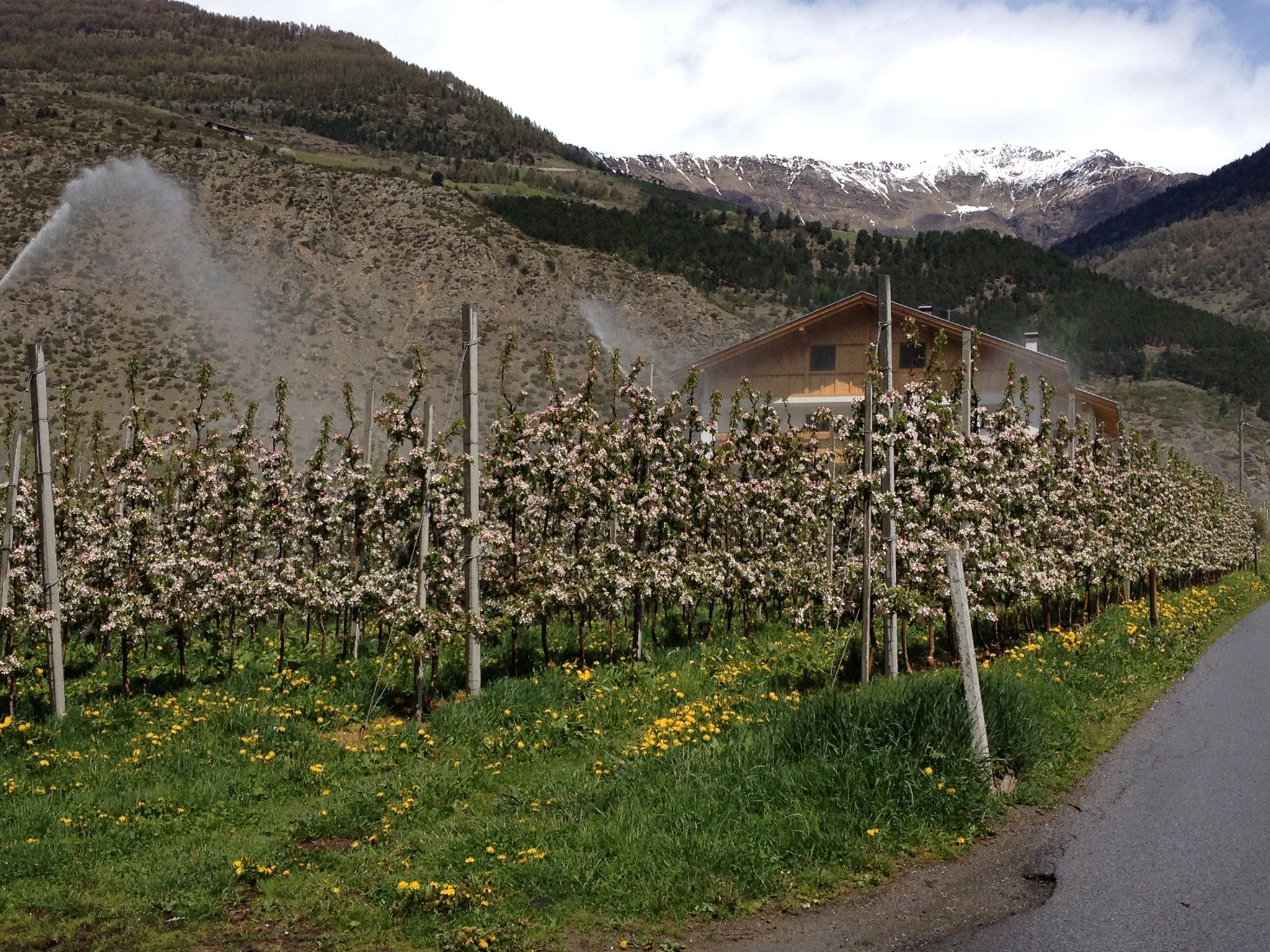 Apfelbäume in voller Blüte