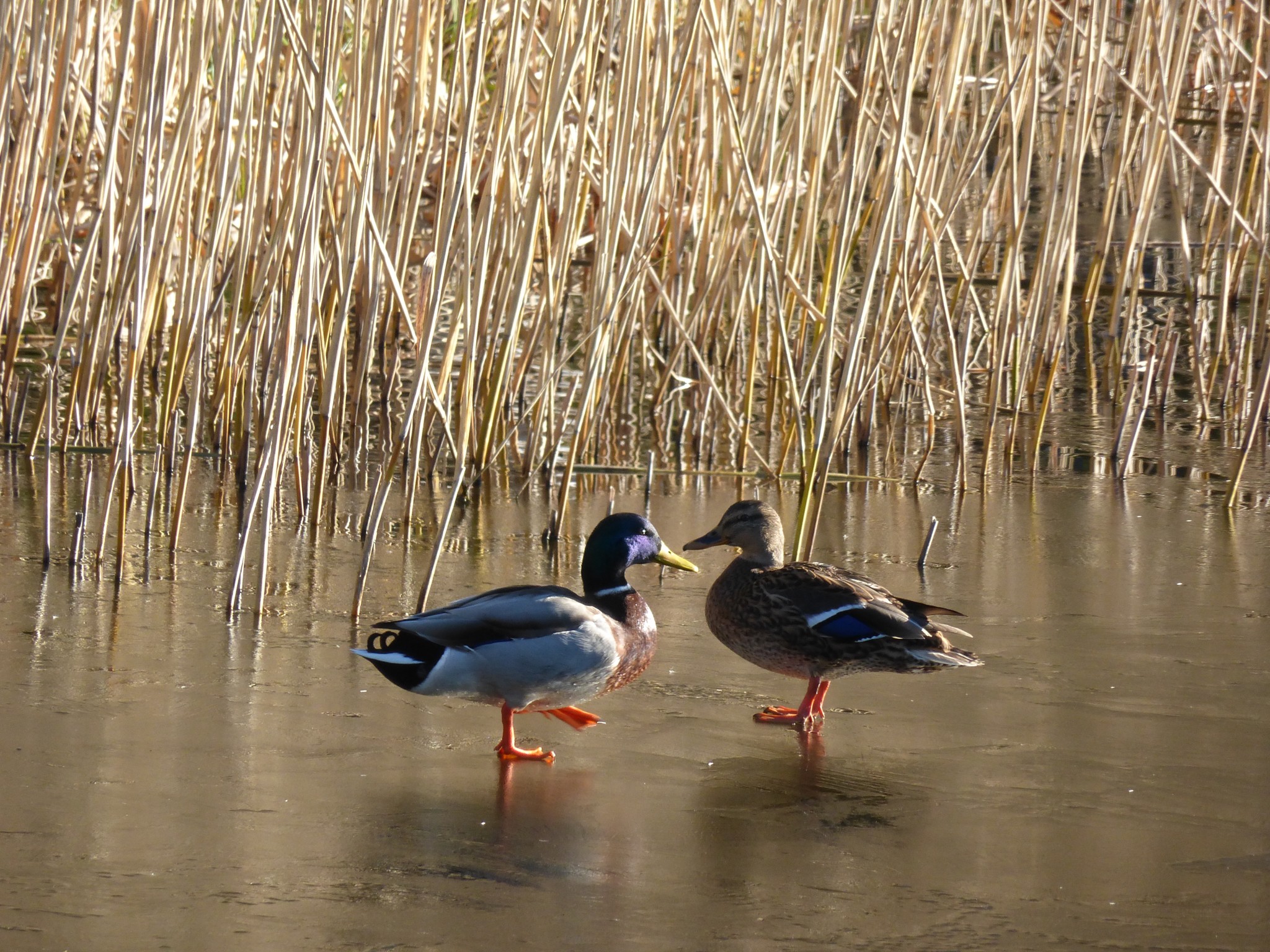 Spüren die 2 schon den Frühling ?