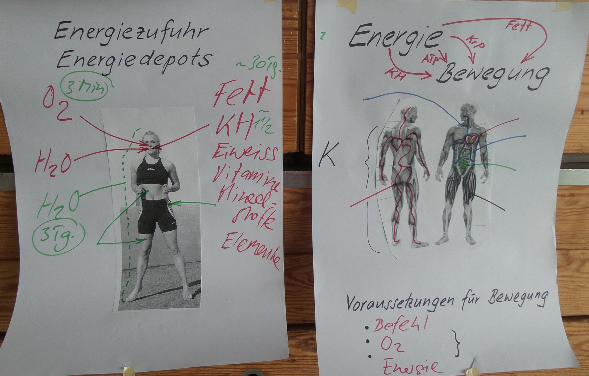 Theorie Energieverbrauch und Stoffwechsel