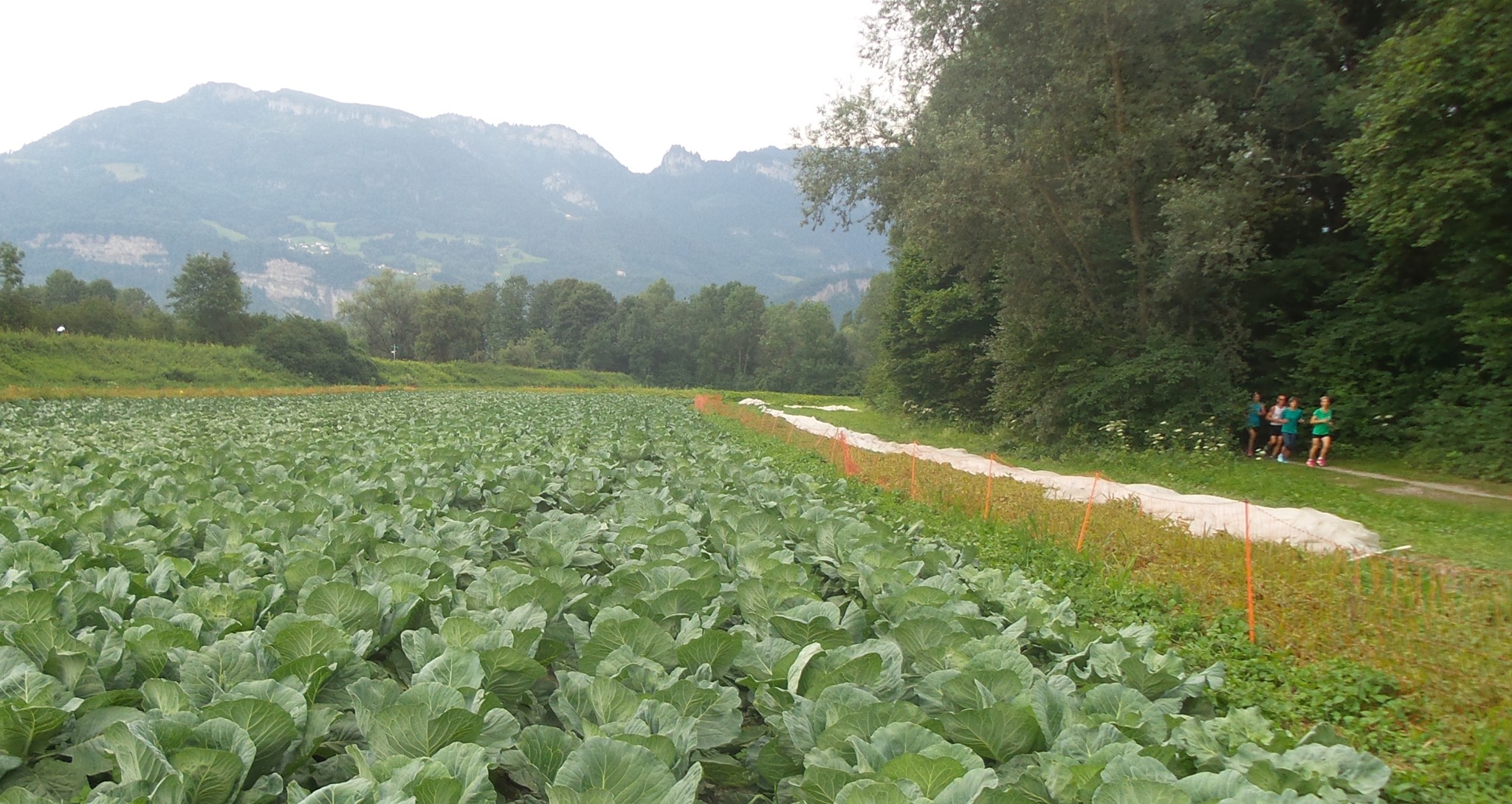 Vorbei an Gemüsekulturen
