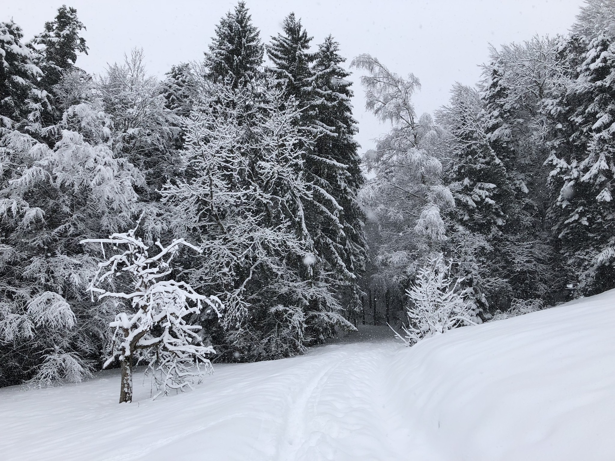 Schöne Winterlandschaft zum Geniessen.