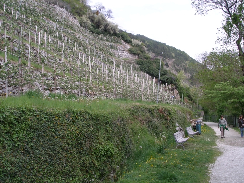 Blühende Obstkulturen beim Waalweg oberhalb Schlanders