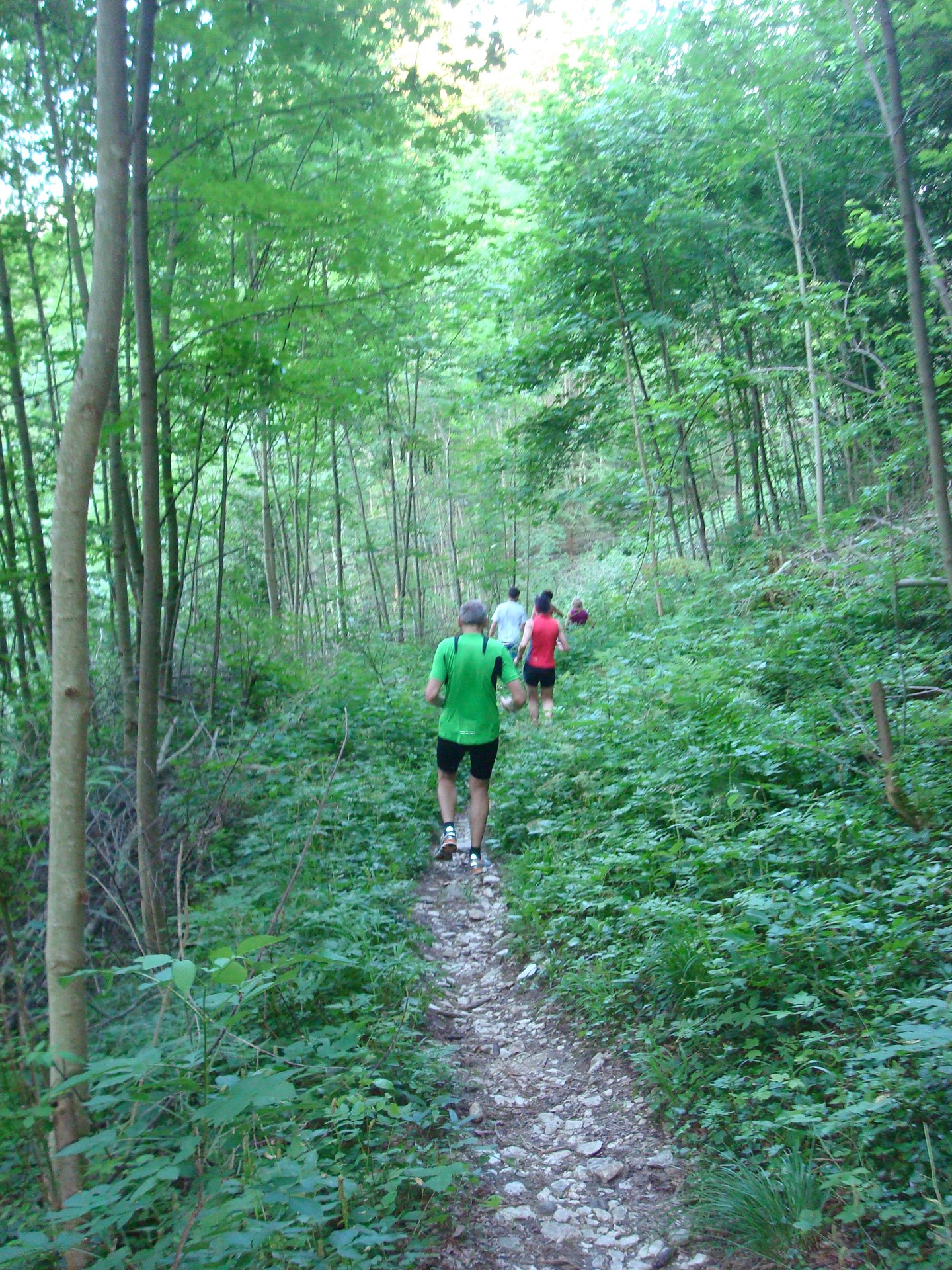 Abstieg durch schöne Laubwälder
