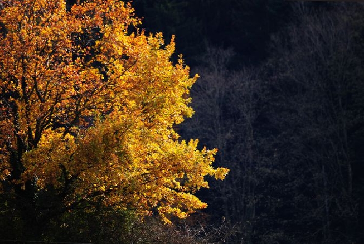 Traumhafte Herbstlandschaft