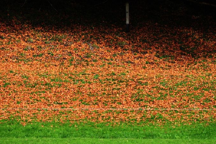 Blätter bilden die Kulisse