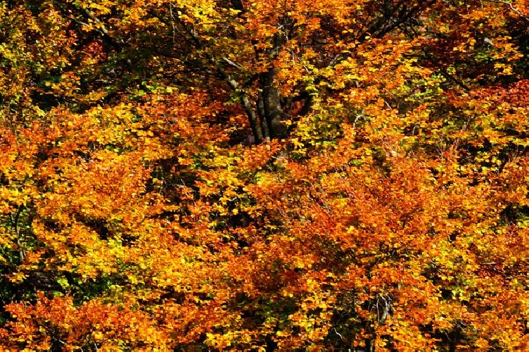 Herbstgold am Wiler Herbstlauf