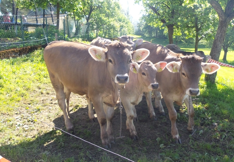 Die Zuschauer am Trainingslauf