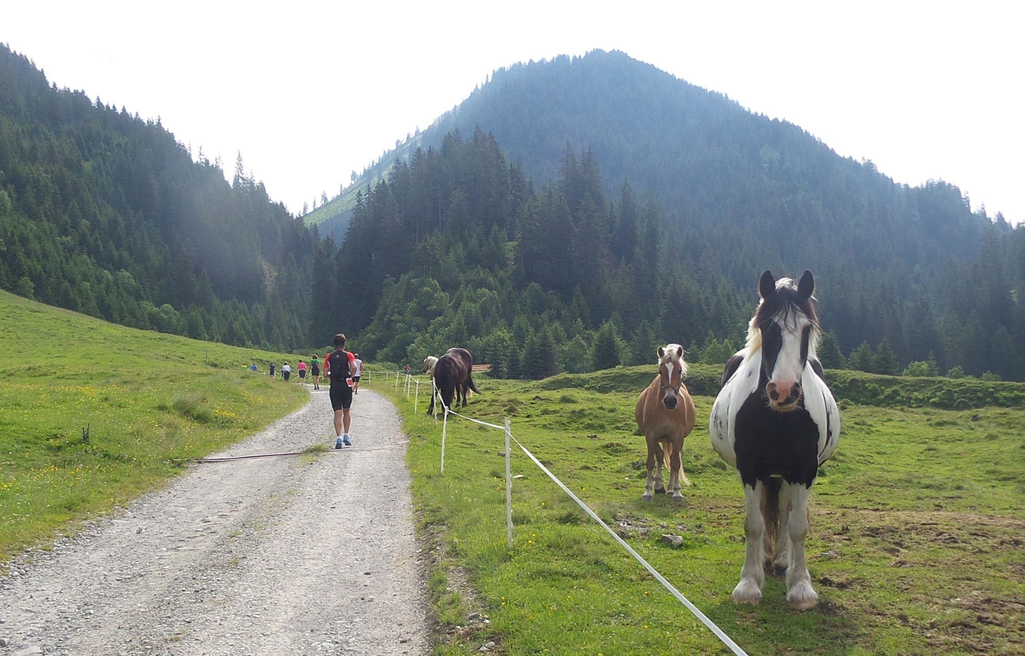 Vierbeinige Zuschauer