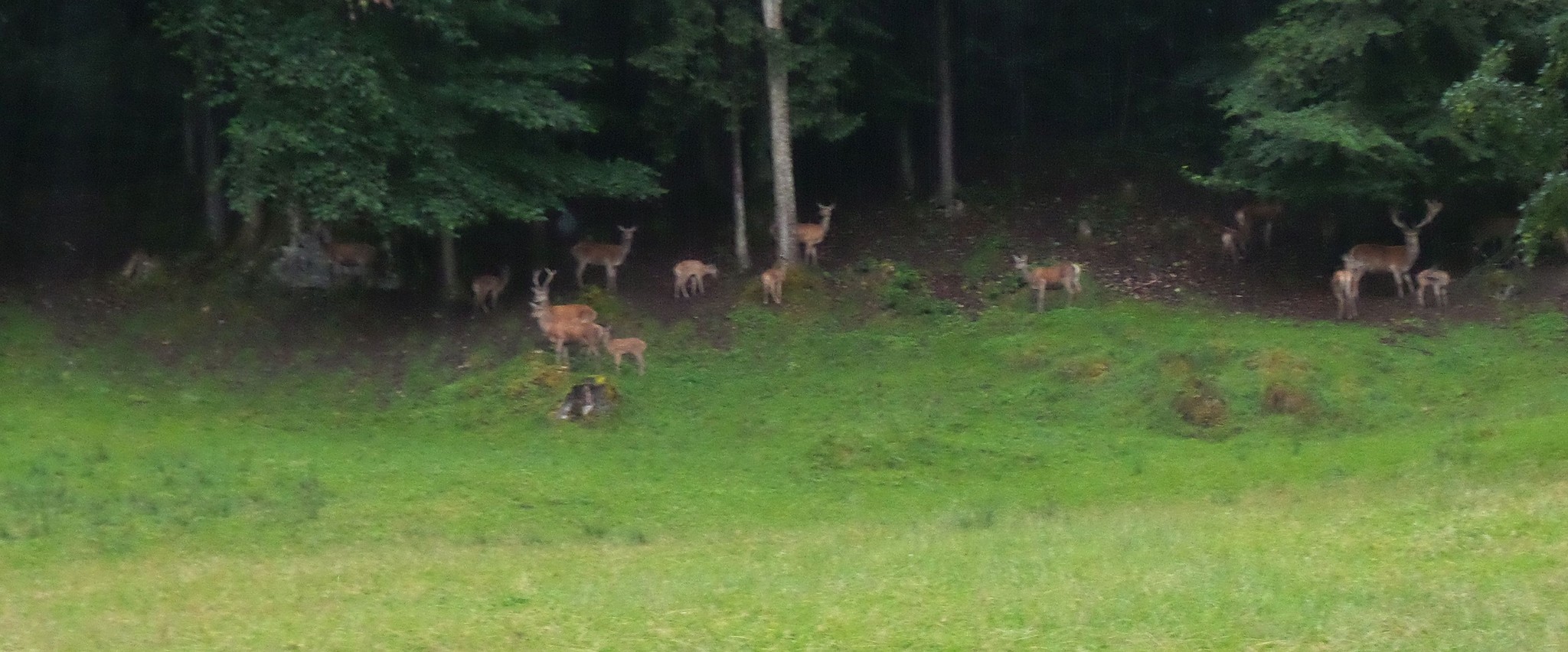 Wildgehege entlang der Laufstrecke