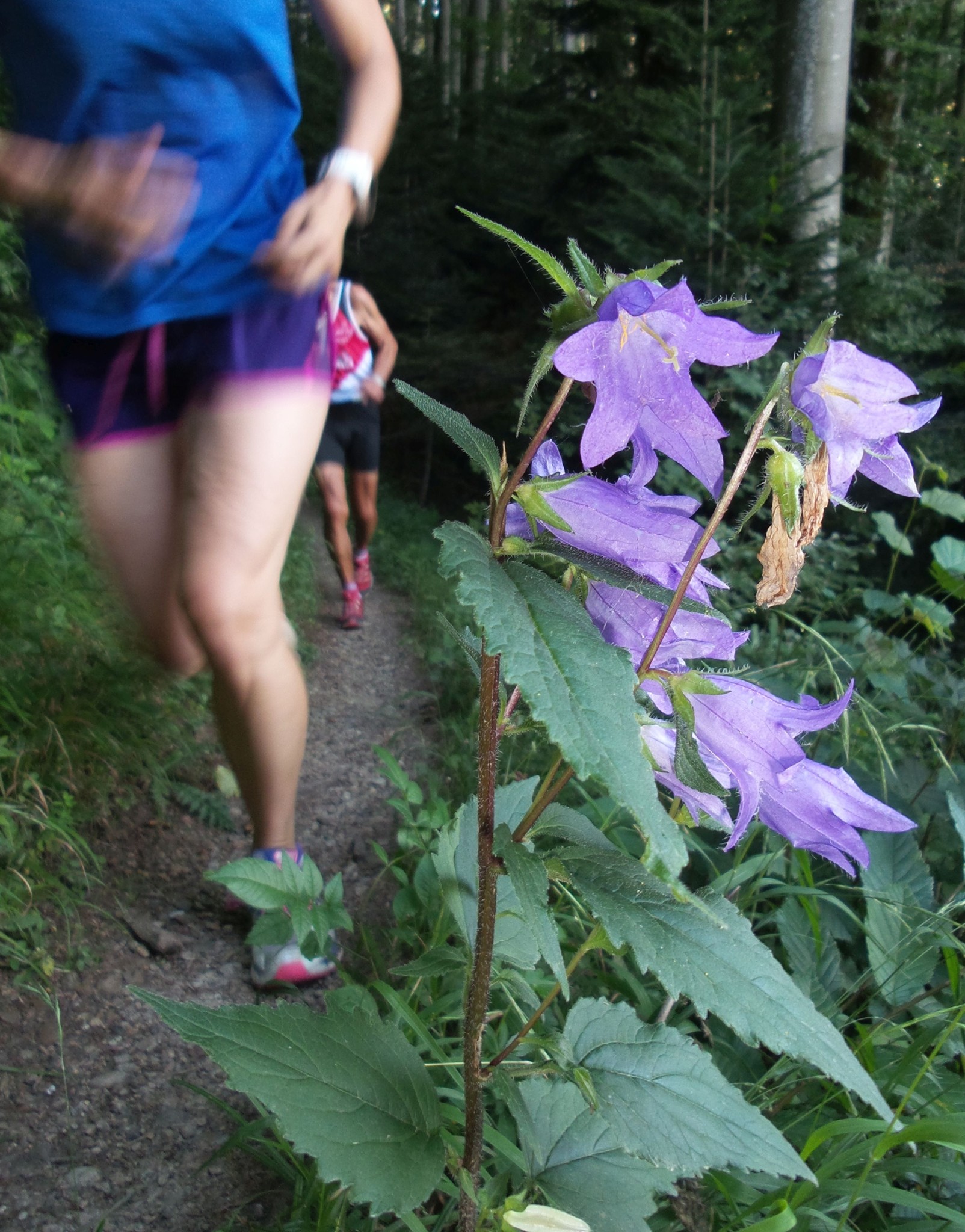 Blütenpracht am Rande des Försterweglis